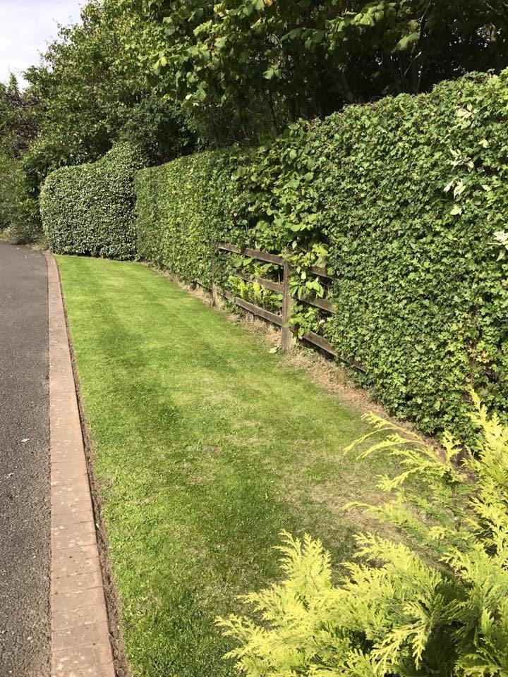 Example of tall hedge cut with DCM563N